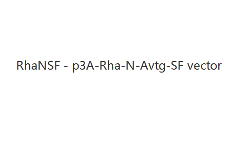 RhaNSF - p3A-Rha-N-Avtg-SF vector