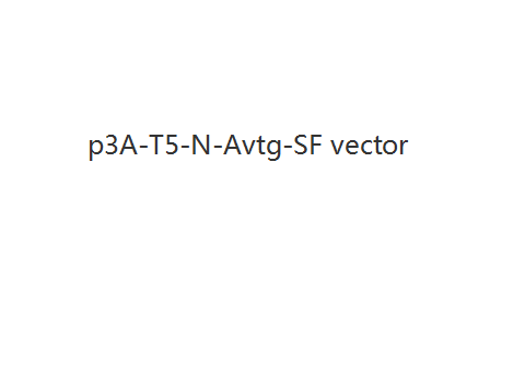 p3A-T5-N-Avtg-SF vector