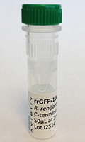 rrGFP-100 Renilla reniformis GFP