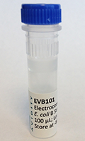 EVB101 - EVB101- Electro Competent E. coli B strain for in v