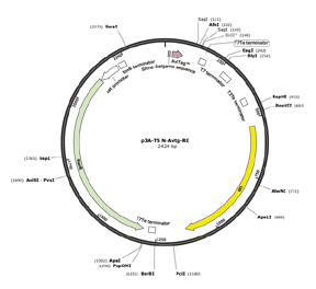 In vitro Biotinylation of Avitag with Enzyme