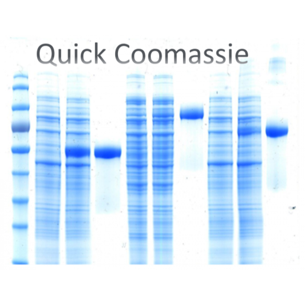 In vivo Biotinylation-Strains